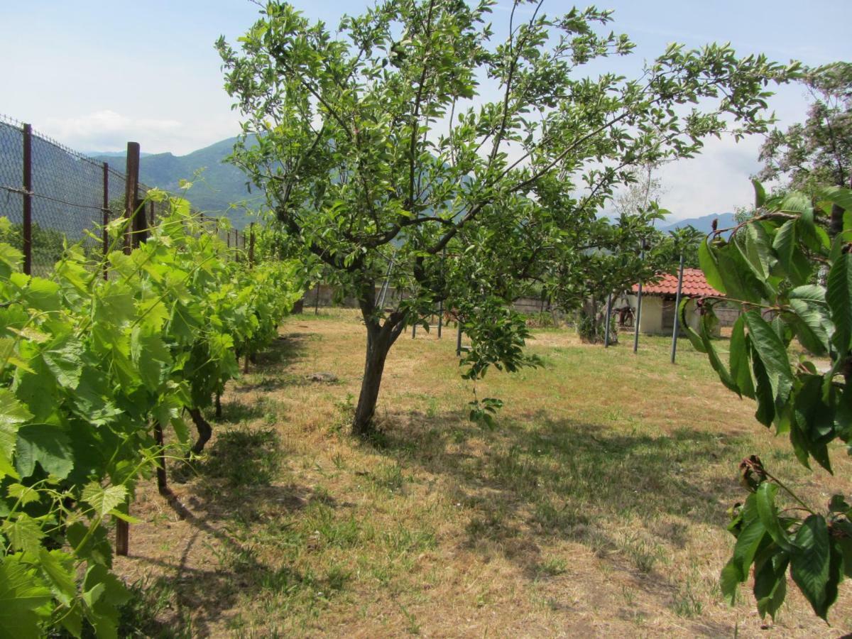 Pomegranate Tree House - Meteora Pensionat Kalampaka Exteriör bild
